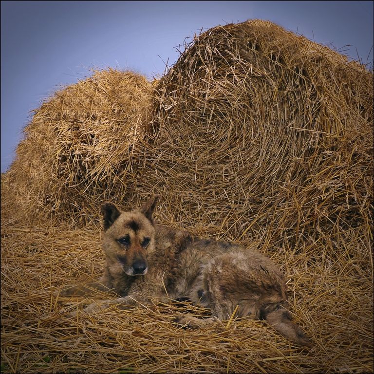 "Perrito fardero" de Bernarda Ballesteros