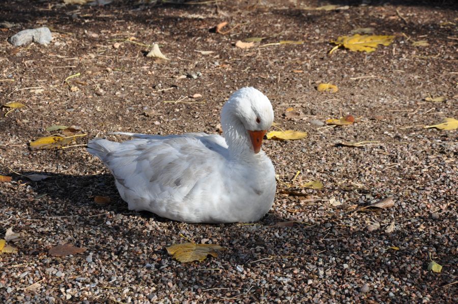 "AVES DE CORRAL" de Jose Alberto Vicente