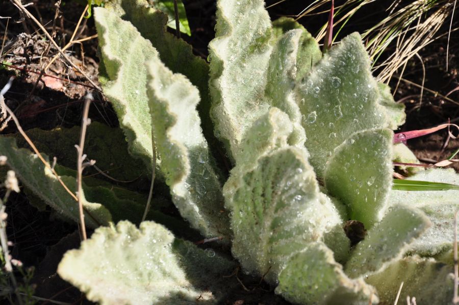 "PLANTAS DEL PEDEMONTE MENDOCINO" de Jose Alberto Vicente