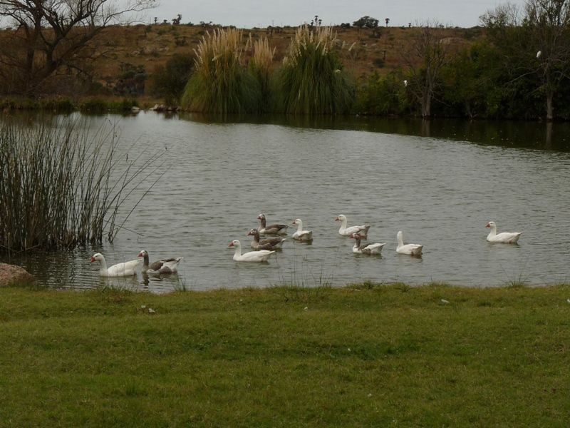 "patos en la laguna" de Maria Susana Polizzi