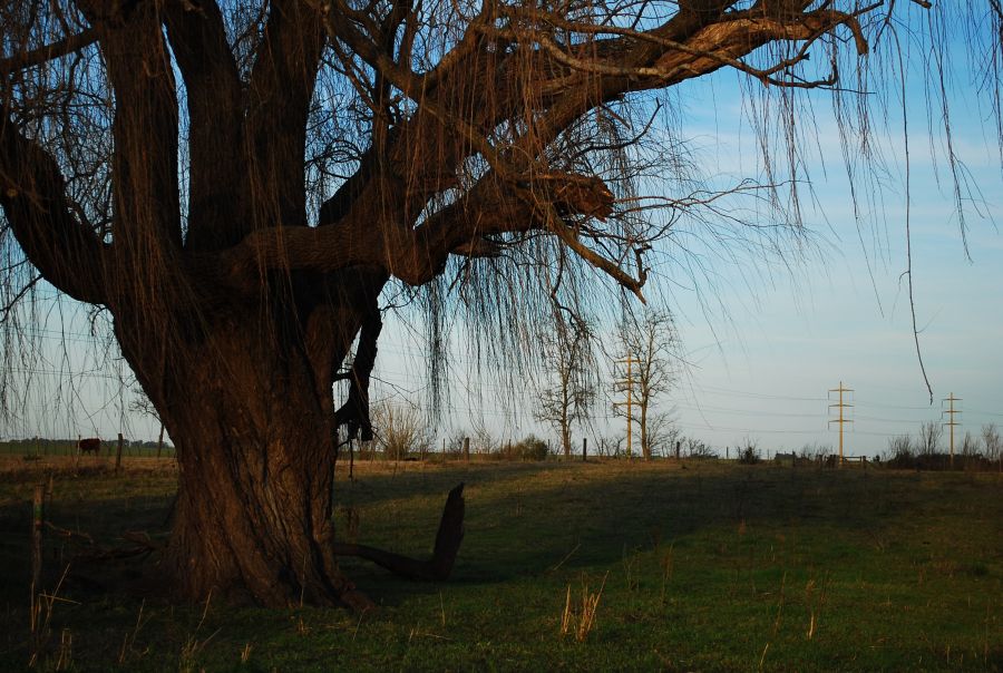 "El viento, vol." de Ludmila Luis Llovet