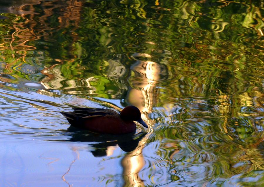 "reflejos acuarelables" de Noemi Gomez