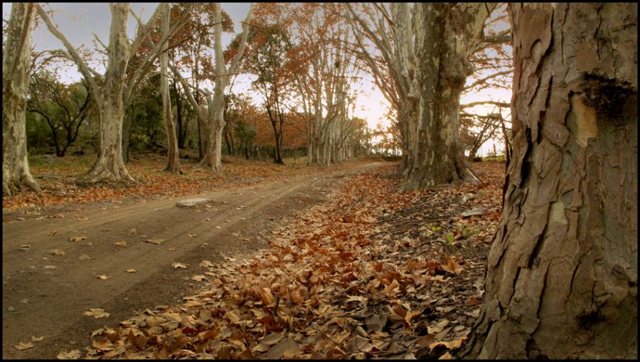 "caminito2" de Gabriela Domato