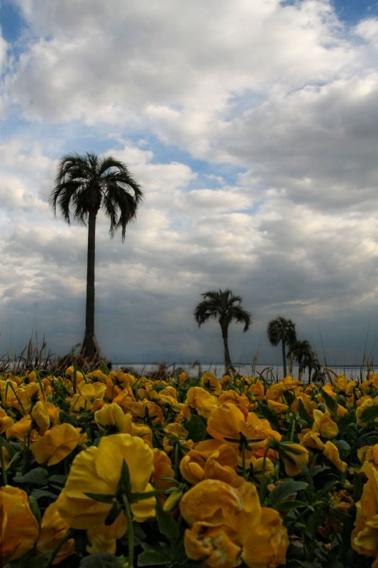 "Eden florido" de Mirta Steinberg