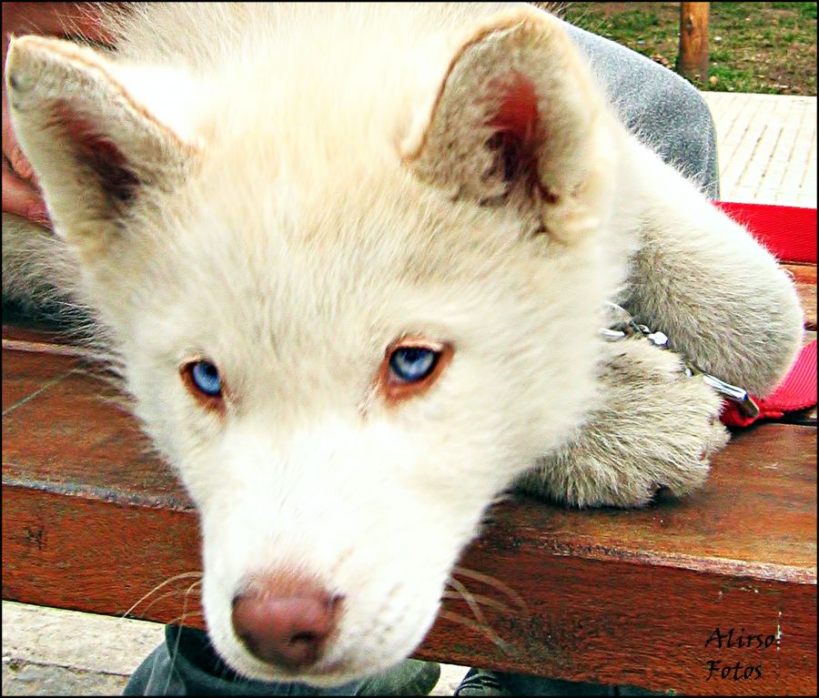 "Ojos azul de perro" de Solis Alba Iris