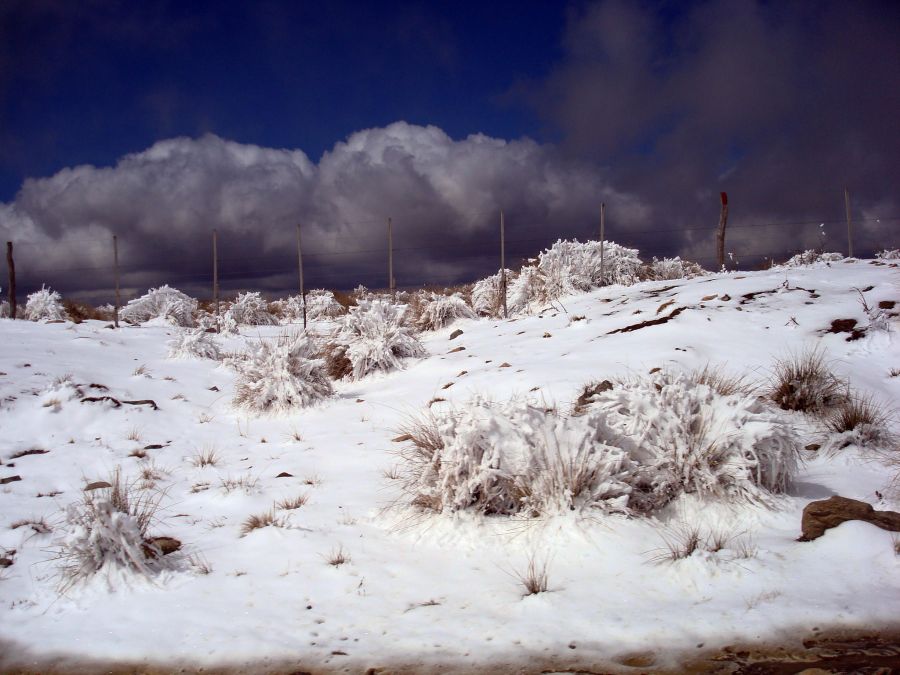 "Ultima nieve de primavera" de Cecilia Serrano