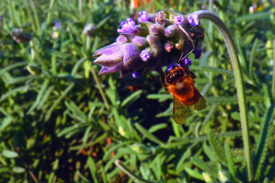 "lavanda en compania" de Noemi Gomez