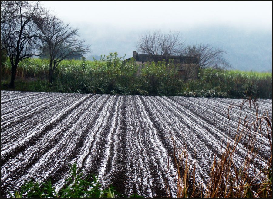 "SURCOS NEVADOS" de Ruben Perea