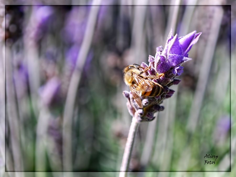 "Laboriosa" de Solis Alba Iris