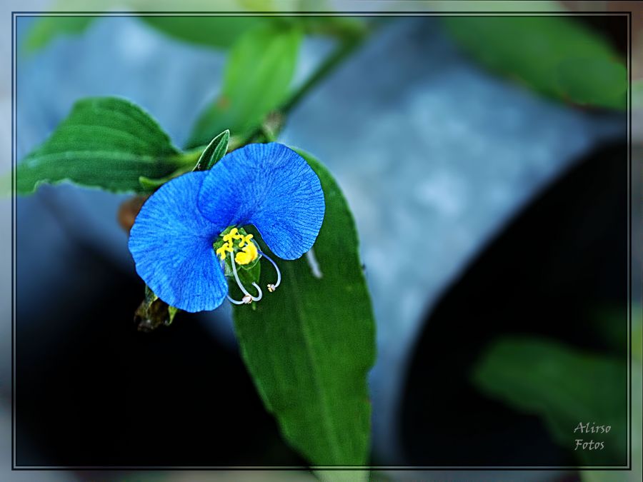 "Azul, pintada de azul..." de Solis Alba Iris