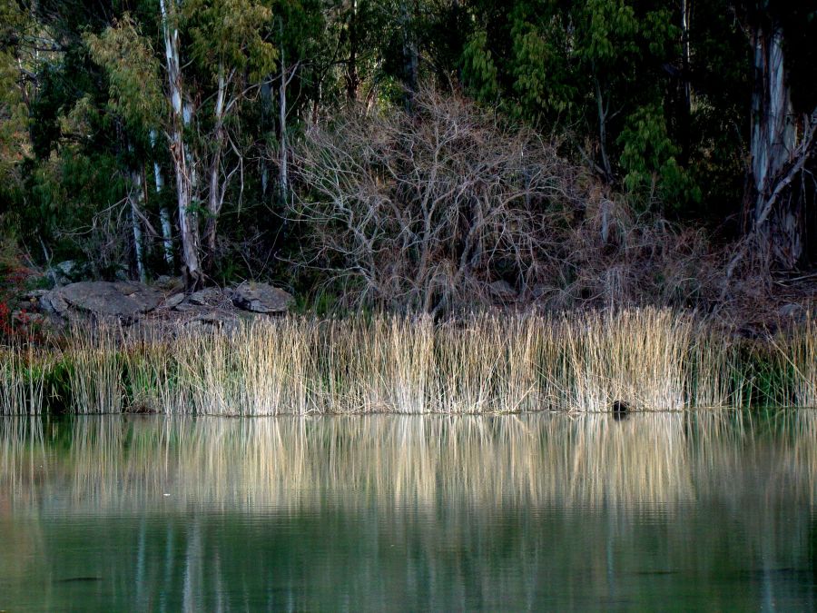 "Reflejos en el lago" de Claudia Alejandra Allala