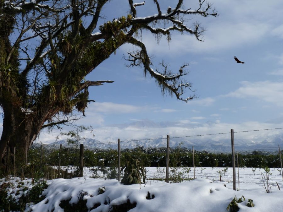 "Insolita nevada en Tucumn" de Pillon Juan