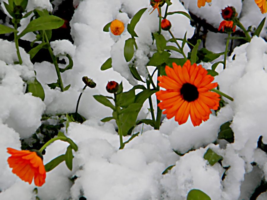 "Flor      de invierno ." de Norberto Ricardo Fernandez