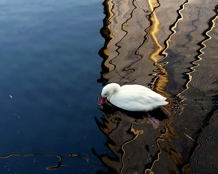 "reflejos naturales" de Noemi Gomez