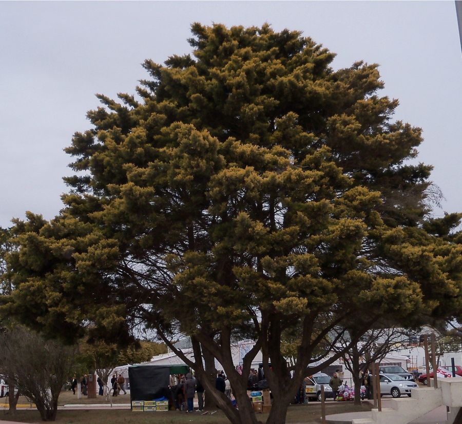 "Gran Arbol" de Edith M. A. Marin