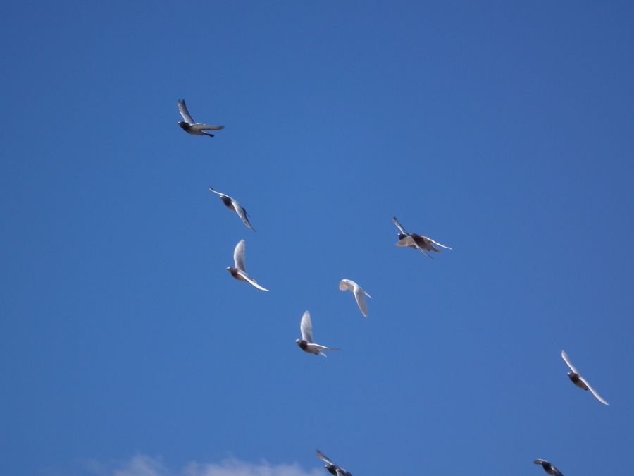 "Vuelo en familia" de Juan Fco. Fernndez