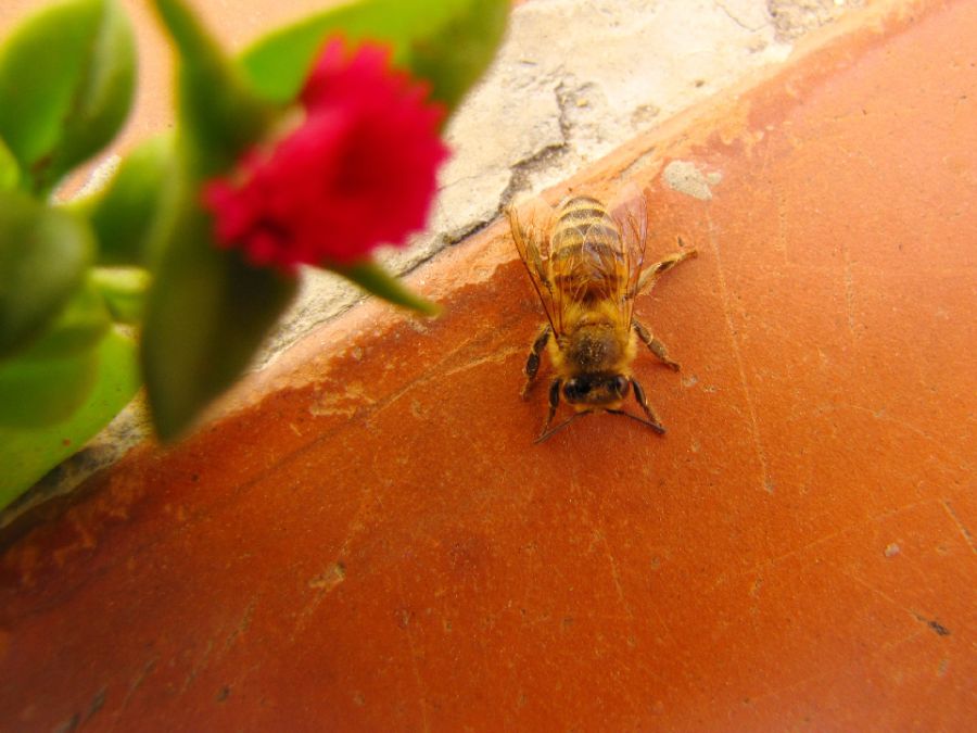 "abeja" de Lucrecia Mara Pastrana R