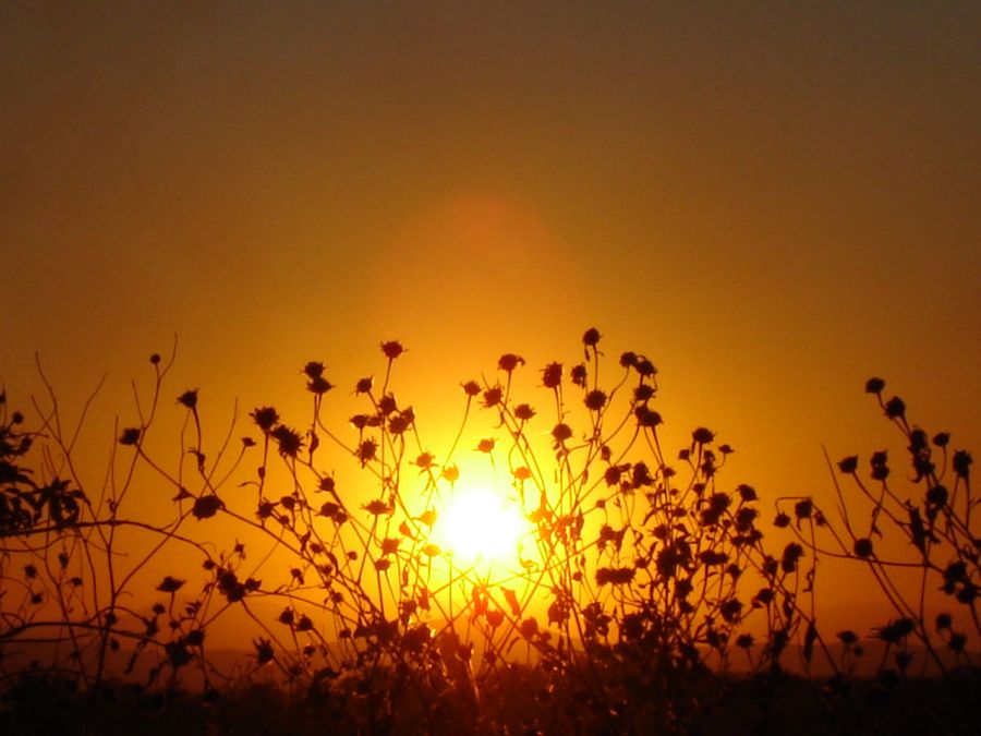 "Tarde en julio" de Alma Delia Franco Cacho