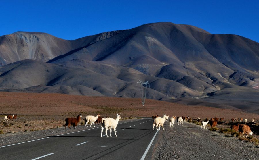 "piquete de llamas" de Gustavo Mlica