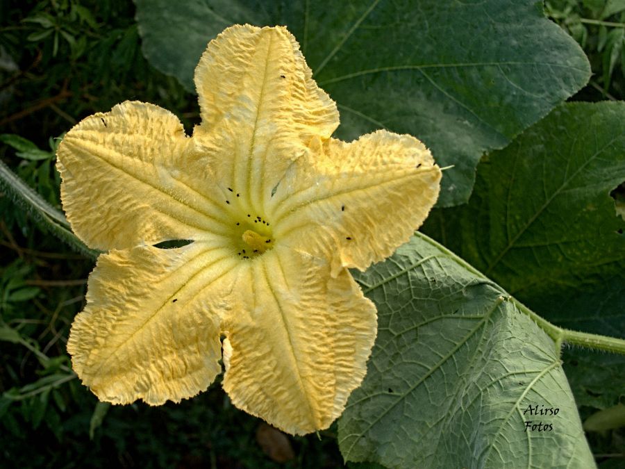 "Flor de zapallo" de Solis Alba Iris