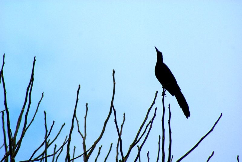 "En el reino de las ramas, el pjaro es rey." de Mara Consuelo Cabral