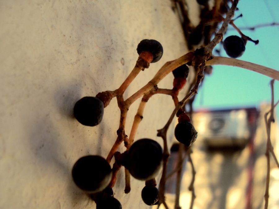 "Frutos de la vida." de Macarena Miller