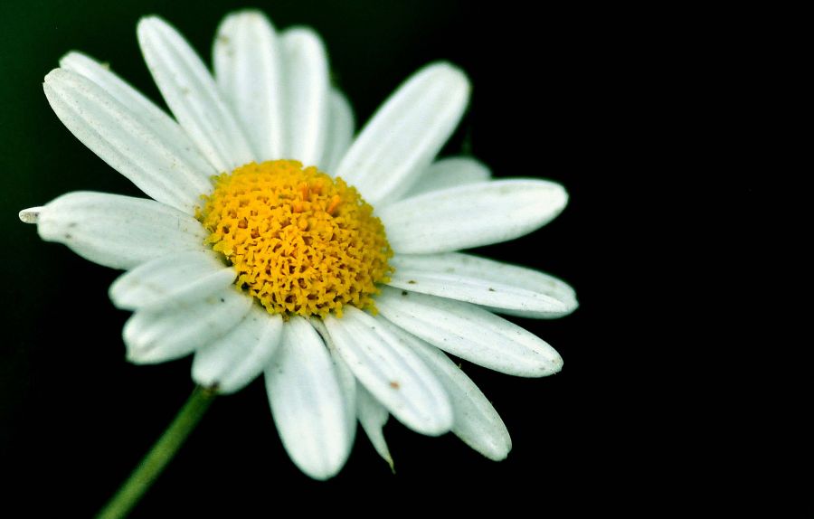 "Me quiere...no me quiere.." de Guillermo H. Buchholz