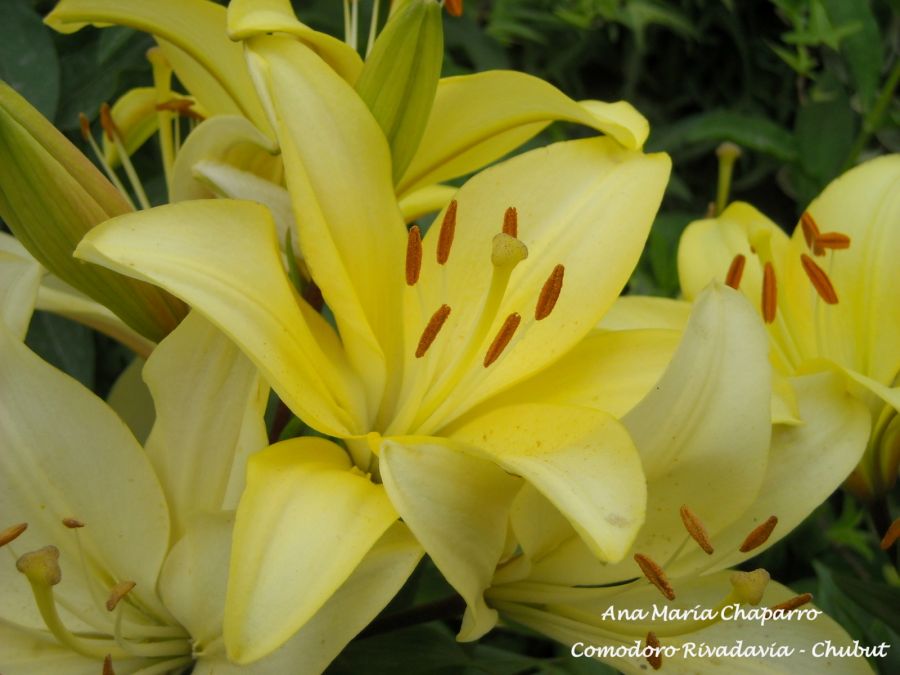 "Del jardn de mam" de Ana Mara Chaparro