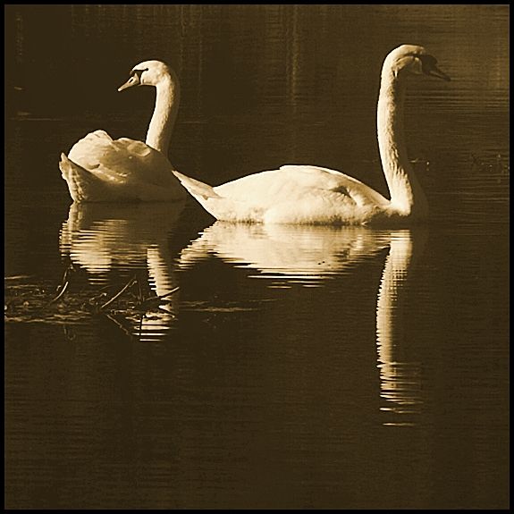 "Los cisnes del lago" de Bernarda Ballesteros