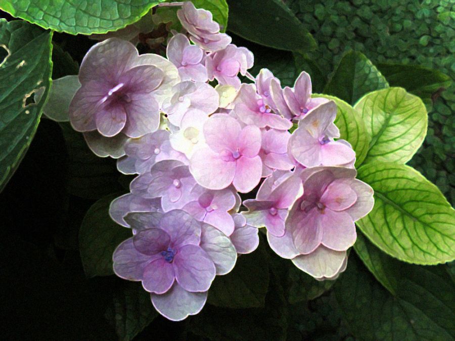 "Hortensias a color" de Cristina Wnetrzak