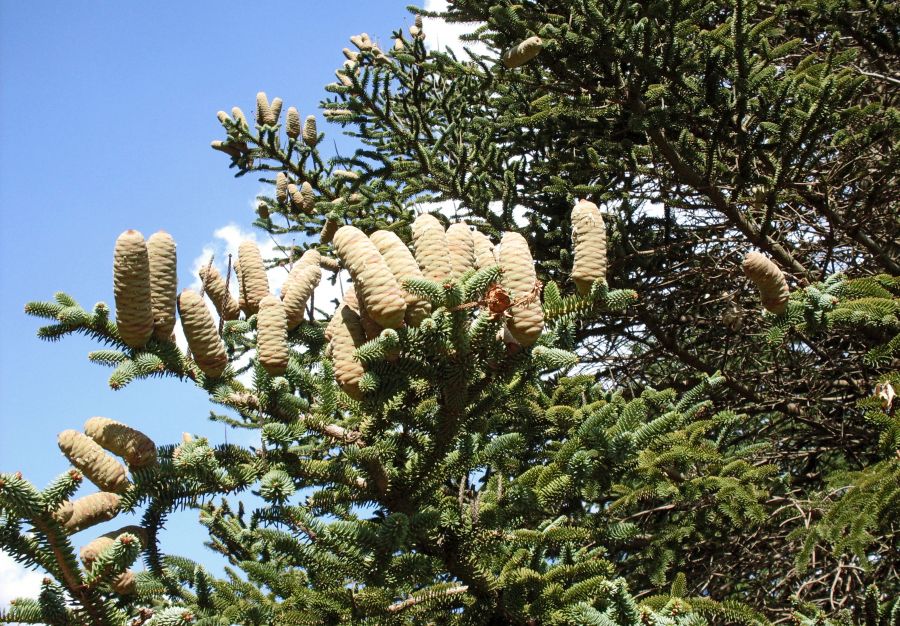 "Conifera en Sierra de La Ventana" de Silvia Beatriz Insaurralde (petalo)