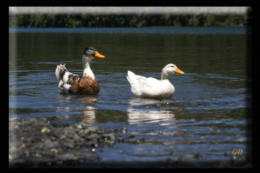 "al agua pato, pato!!!" de Gabriela Domato