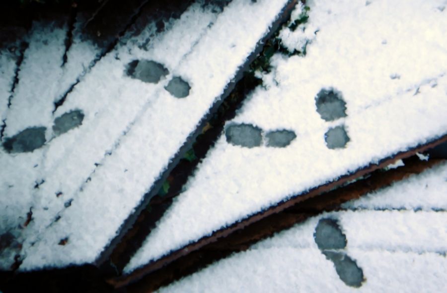 "nieve congelada al paso" de Norberto Ricardo Fernandez