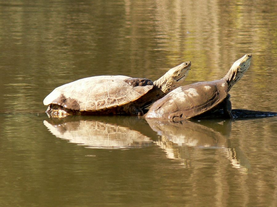 "tortugas tomando sol" de Margarita Amerio