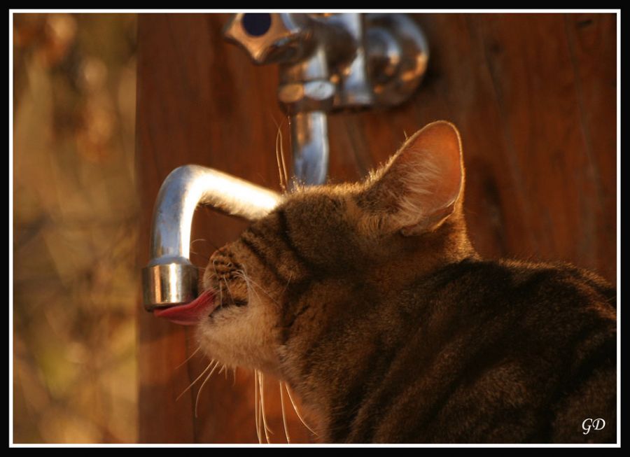 "Agua!Agua!" de Gabriela Domato