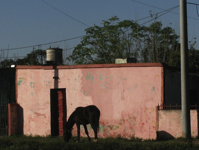 "la rosada y el caballo" de Jorge Mariscotti (piti)