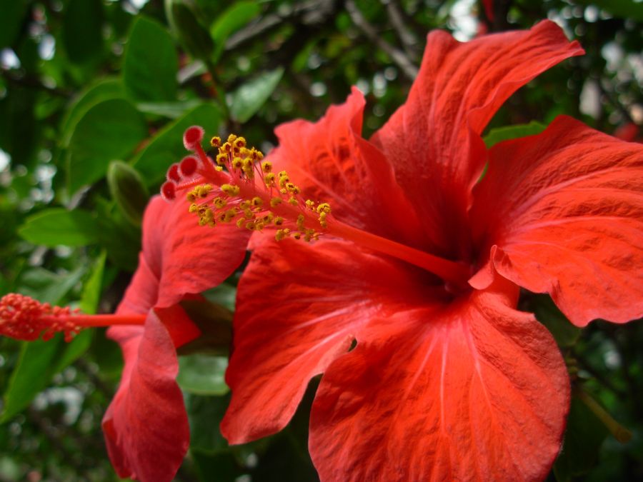 "rosa china" de Mercedes Orden