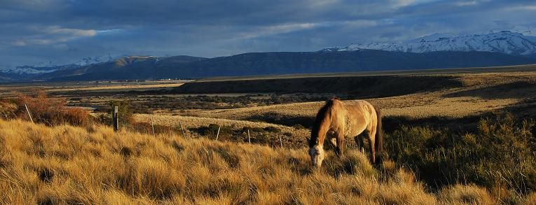 "pastando en la estepa patagnica" de Paola Segade