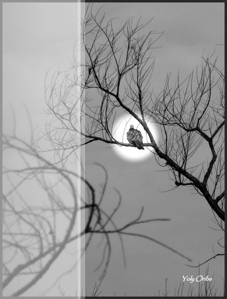 "Eclipse de luna en la  ventana" de Yolanda Isabel Oribe