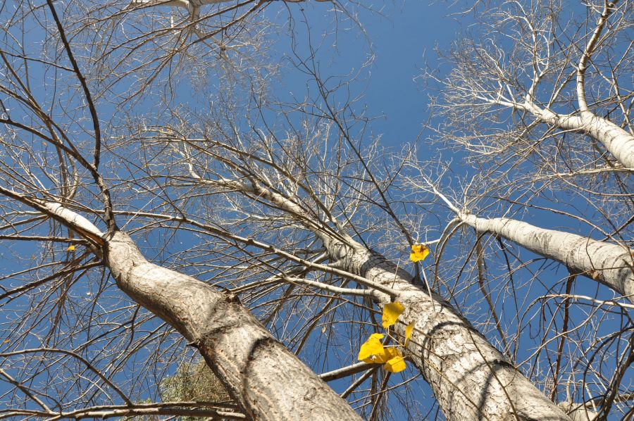 "`TOCANDO EL CIELO`" de Jose Alberto Vicente