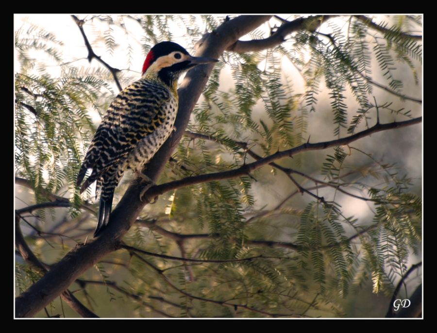 "Serie Aves" de Gabriela Domato