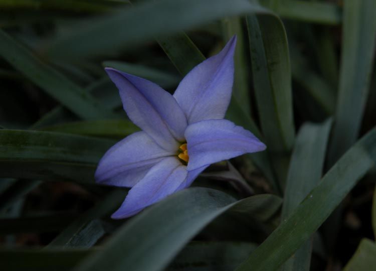 "pequea azul" de Lidia Gonzalez