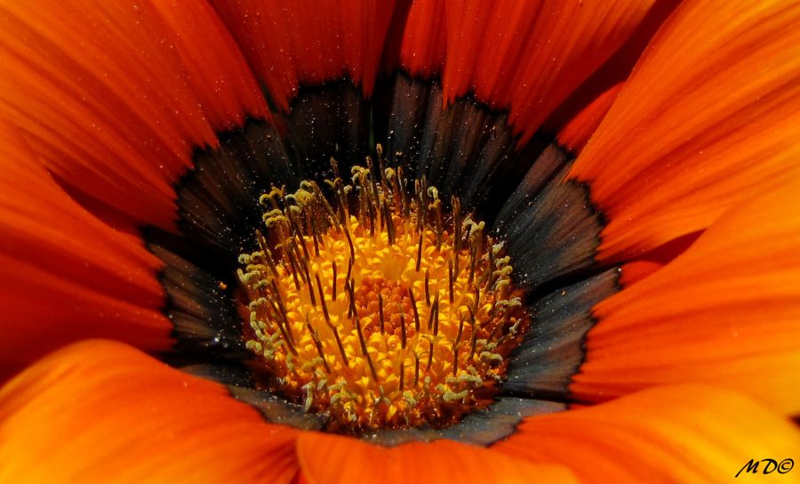 "Floribunda" de Mariano Comercio