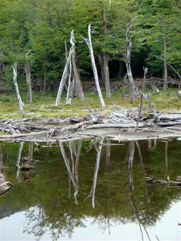 "Reflejo del bosque" de Abel Diaz