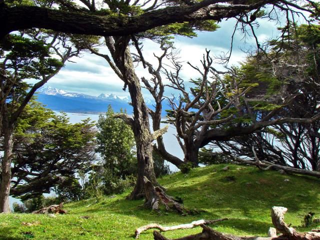 "Bosque animado" de Abel Diaz