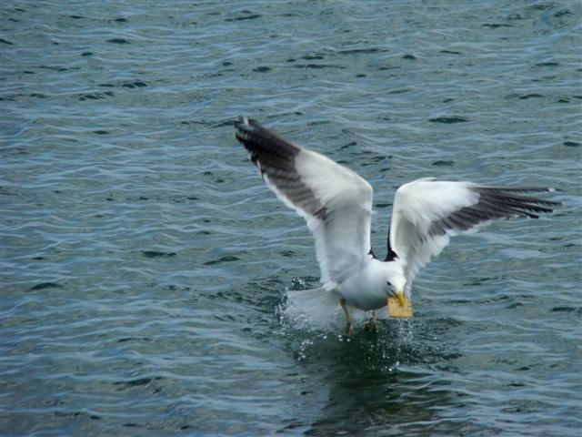 "Gaviota de mar" de Abel Diaz