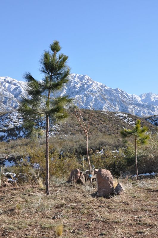 "`de los Apeninos a LOS ANDES`" de Jose Alberto Vicente