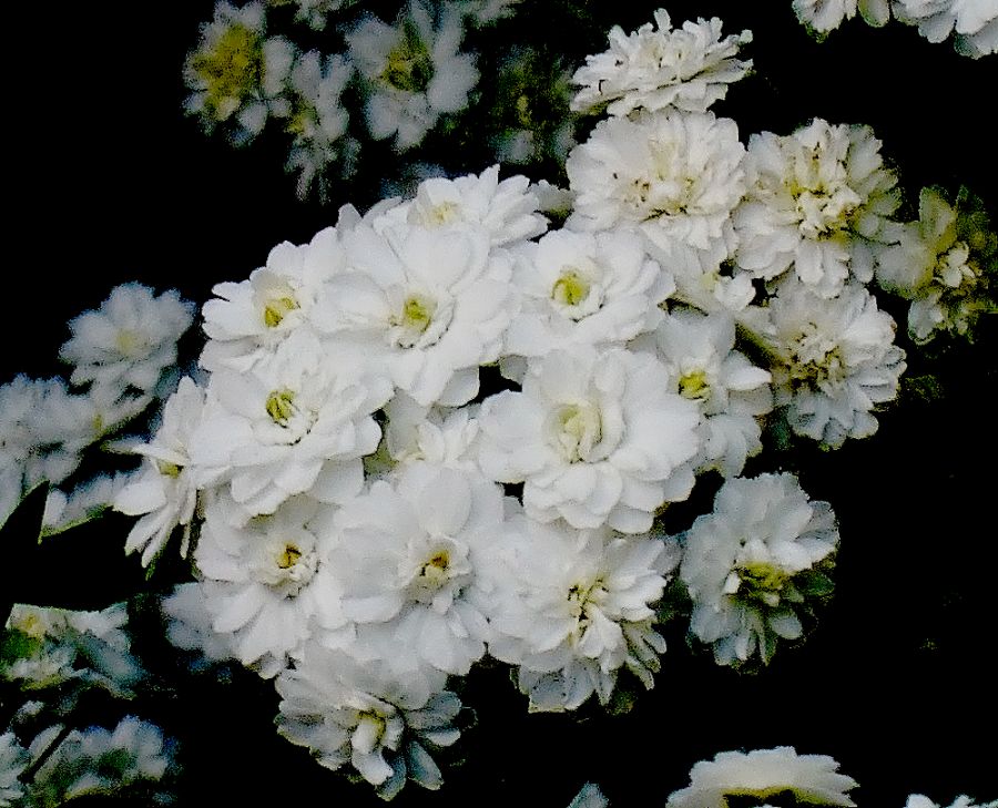 "Flores blancas (1)" de Cristina Wnetrzak