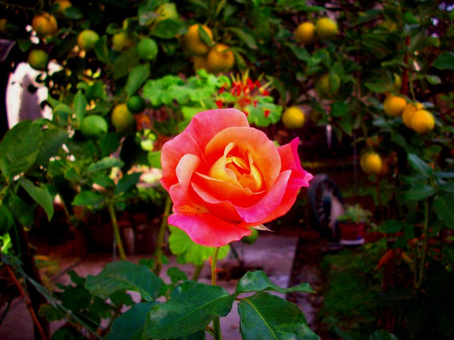 "La rosa de los limones" de Diego Marini
