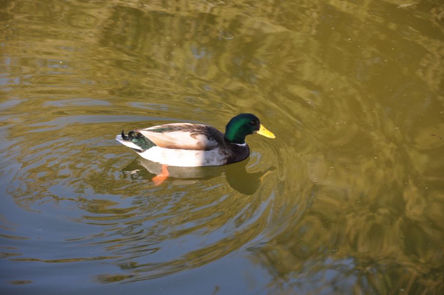 "COMO PATO AL AGUA" de Jose Alberto Vicente